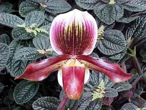 Paphiopedilum Capablanca